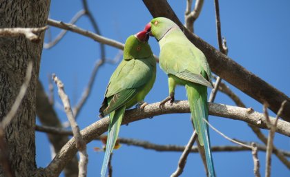 Rose-ringed parakeet. Photo: Salit Kark
